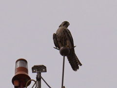 Falco biarmicus