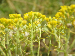 Odontarrhena tortuosa