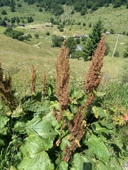 Rumex alpinus