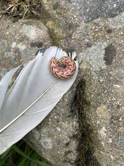 Cucullia chamomillae