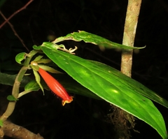Columnea dimidiata