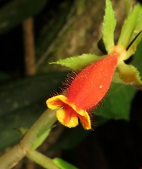 Columnea dimidiata