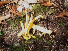 Microglossum olivaceum