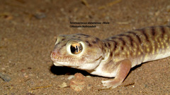 Teratoscincus sistanense