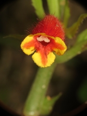 Columnea dimidiata