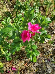 Rosa rugosa