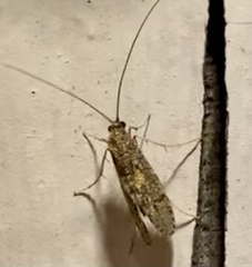 Rhyacophiloidea