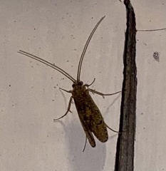 Rhyacophiloidea