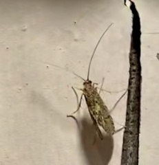 Rhyacophiloidea