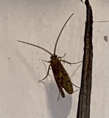Rhyacophiloidea