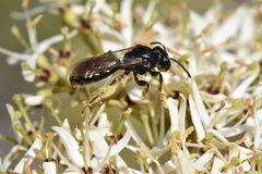 Andrena integra