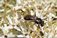 Andrena integra