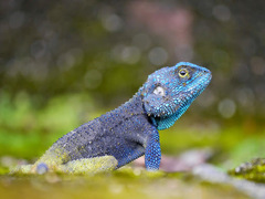 Acanthocercus atricollis