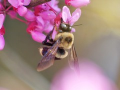Xylocopa virginica texana