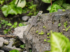 Acanthocercus atricollis