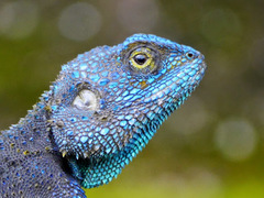 Acanthocercus atricollis