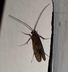 Rhyacophiloidea