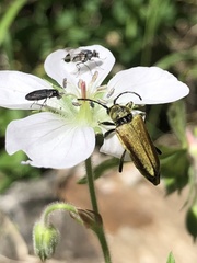 Lepturobosca chrysocoma