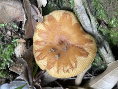 Russula senecis