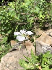 Lepturobosca chrysocoma