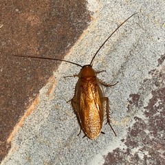 Parcoblatta virginica