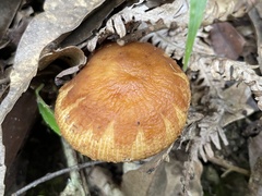 Russula senecis
