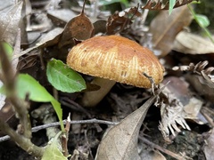 Russula senecis