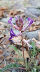 Astragalus tephrodes