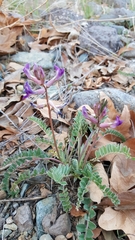 Astragalus tephrodes
