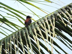 Ploceus castaneofuscus