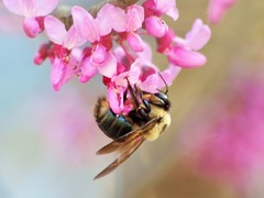 Xylocopa virginica texana