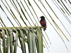 Ploceus castaneofuscus
