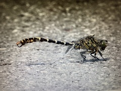Onychogomphus