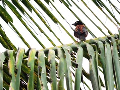 Ploceus castaneofuscus