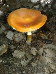 Amanita erythrocephala