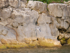 Ceryle rudis
