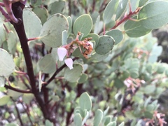 Arctostaphylos viscida