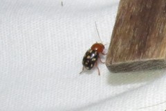 Cryptocephalus guttulatus