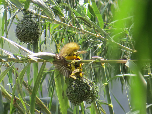 Village Weaver