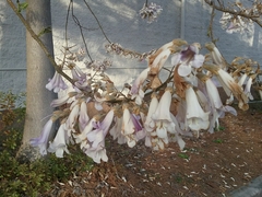 Paulownia