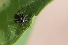 Anoplius semicinctus