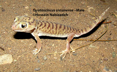 Teratoscincus sistanense