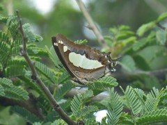 Polyura agraria