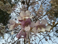 Paulownia