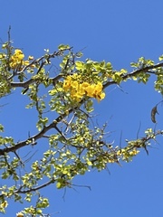 Haematoxylum brasiletto