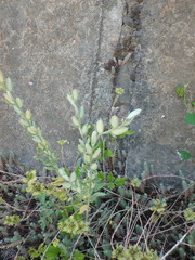 Fibigia eriocarpa