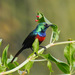 Red-chested Sunbird - Photo (c) 116916927065934112165, some rights reserved (CC BY), uploaded by 116916927065934112165