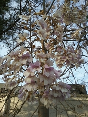 Paulownia