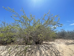 Haematoxylum brasiletto