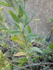 Fibigia eriocarpa